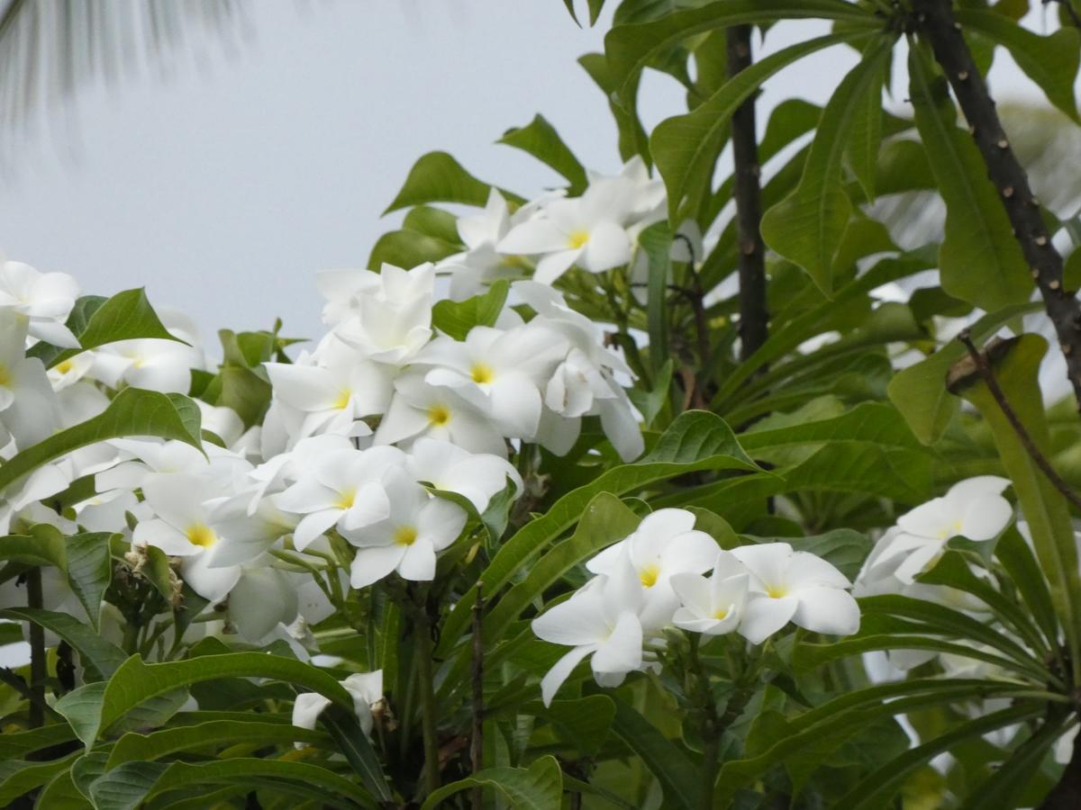 Pahalage Guesthouse เบอร์อูวาลา ภายนอก รูปภาพ